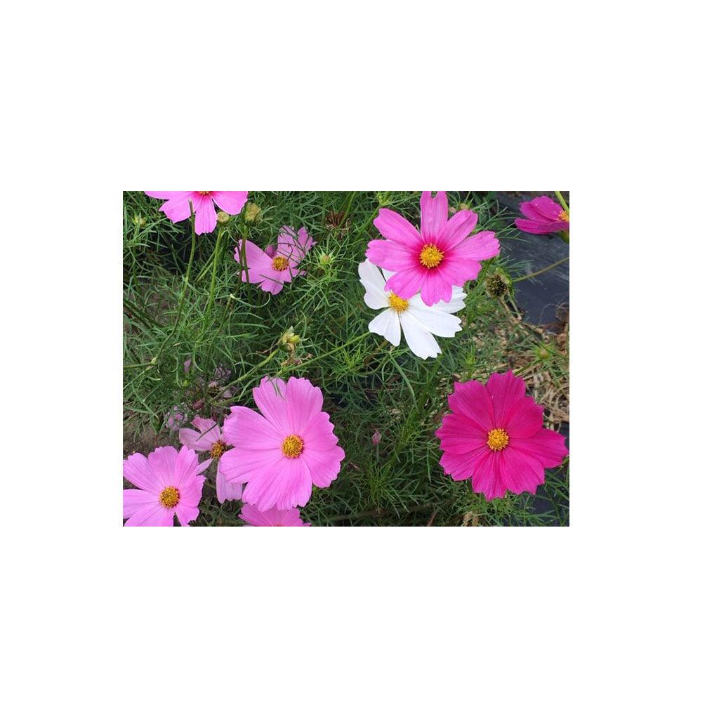 Cosmos Sensation Mix Biologique (Semences) Semences Nordiques - La Boite à Grains
