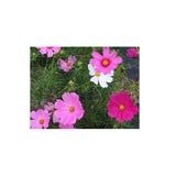 Cosmos Sensation Mix Biologique (Semences) Semences Nordiques - La Boite à Grains