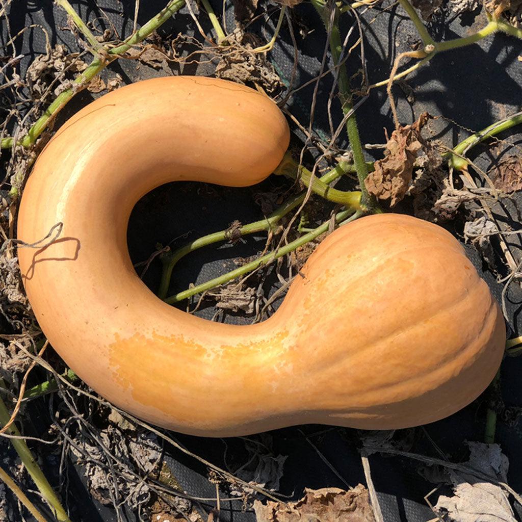 Courge Canada Crookneck Biologique Les Jardins de l'Écoumène - La Boite à Grains