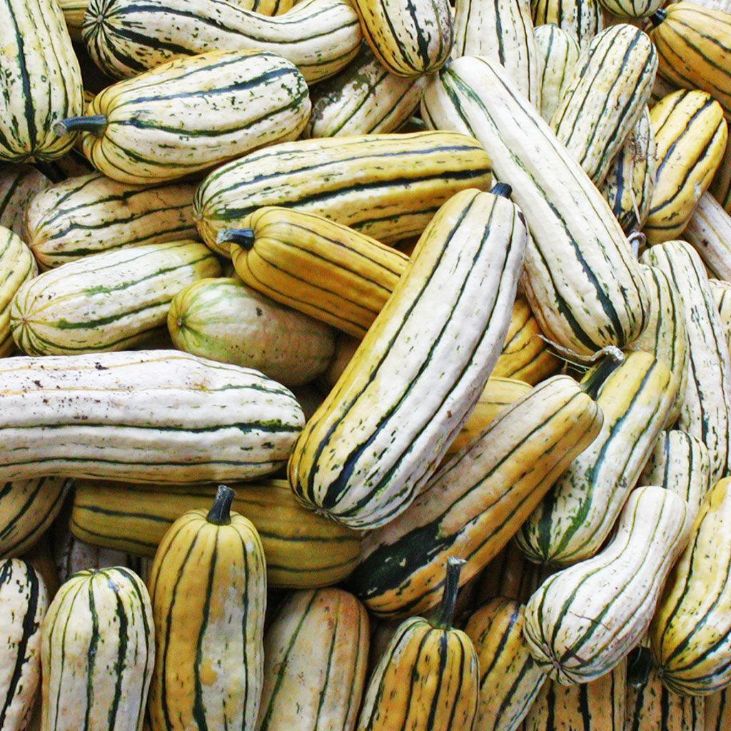 Courge Delicata Biologique Les Jardins de l'Écoumène - La Boite à Grains
