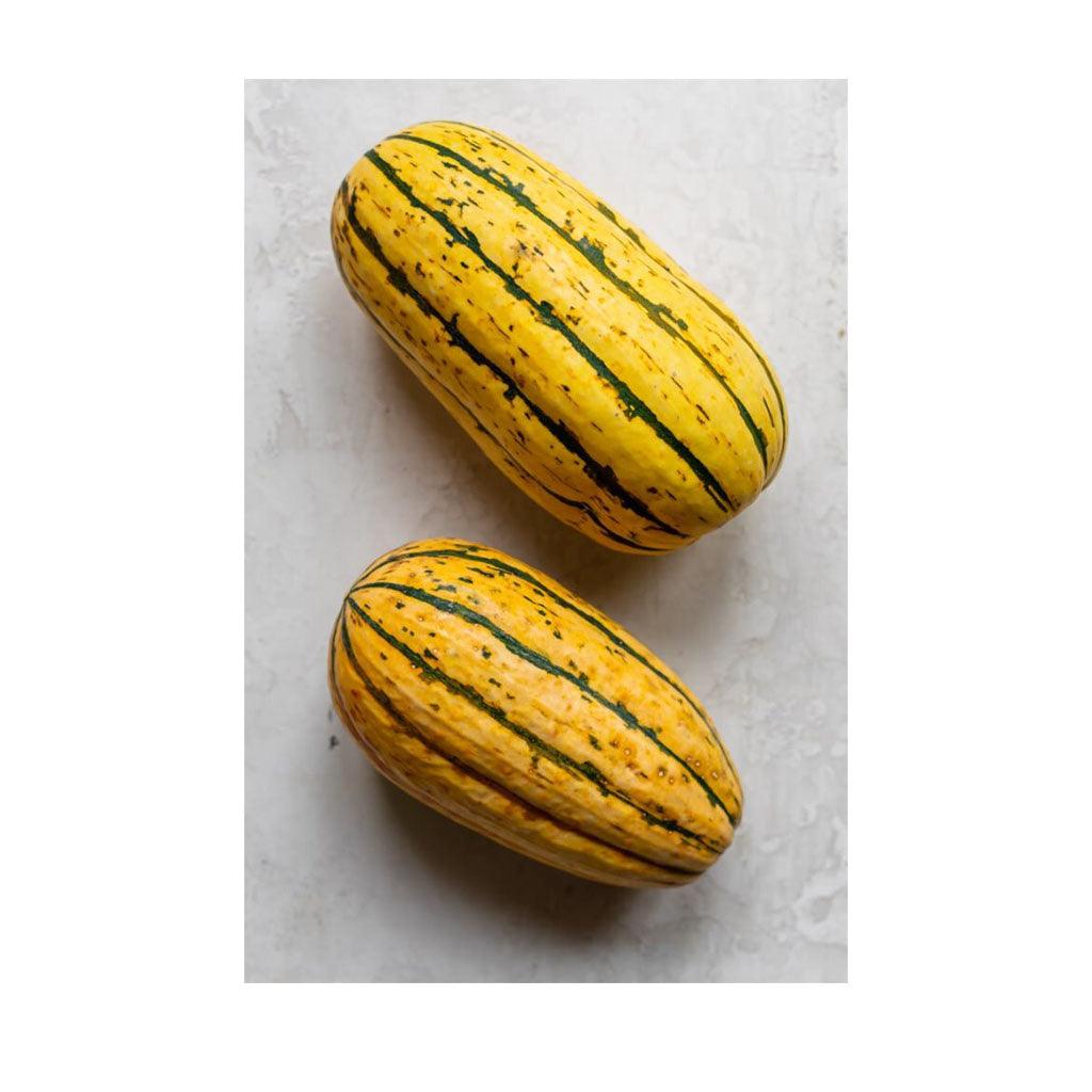 Courge Delicata Biologique (Semences) Semences Nordiques - La Boite à Grains