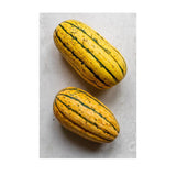 Courge Delicata Biologique (Semences) Semences Nordiques - La Boite à Grains