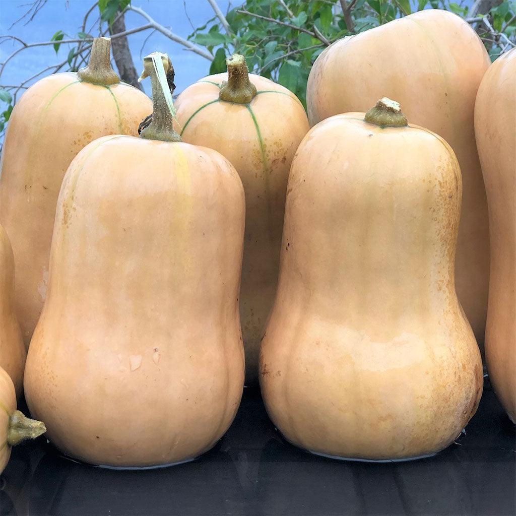 Organic Ponca Baby Butternut Squash Les Jardins de l'Écoumène - La Boite à Grains