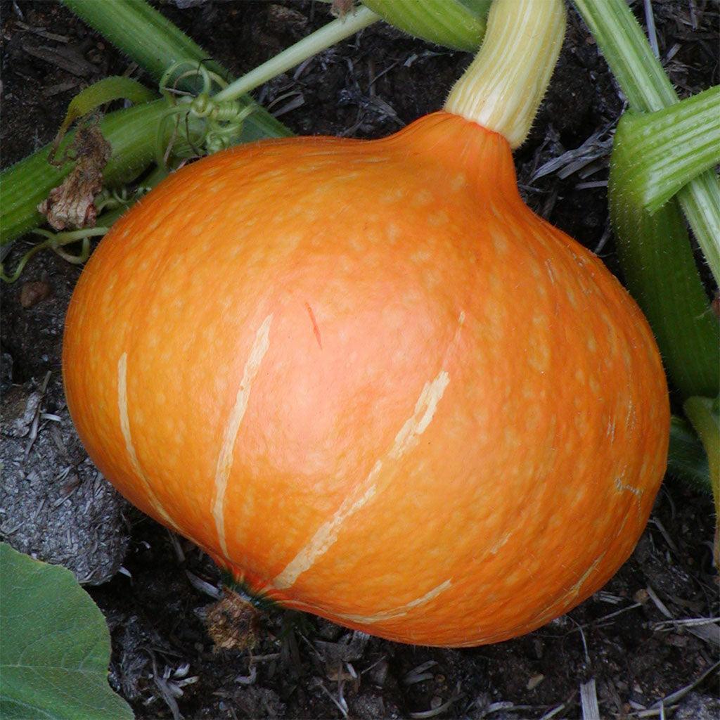 Organic Red Kuri Potimarron Squash Les Jardins de l'Écoumène - La Boite à Grains