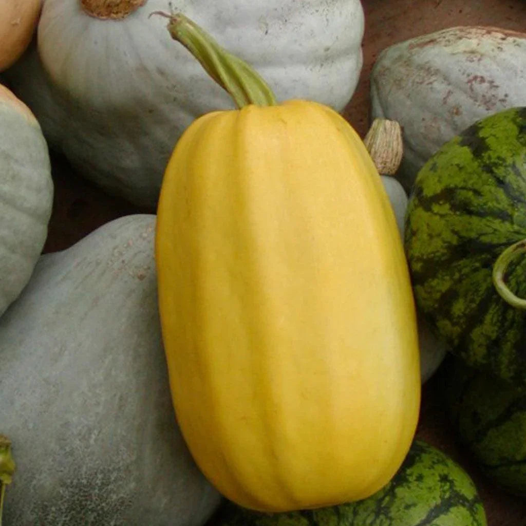 Organic Spaghetti Squash Les Jardins de l'Écoumène - La Boite à Grains