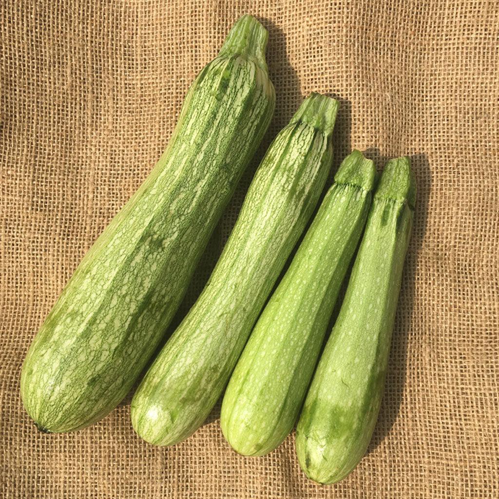 Courgette Genovese Biologique Les Jardins de l'Écoumène - La Boite à Grains