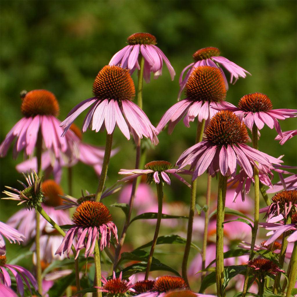 Échinacée Pourpre Biologique Les Jardins de l'Écoumène - La Boite à Grains