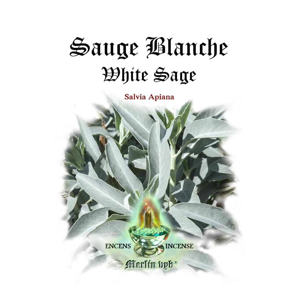 Sauge blanche Apiana - Encens purificateur
