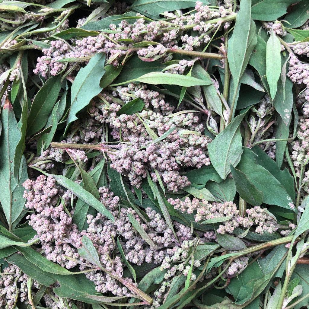Épinard des Aztèques Rouge Biologique Les Jardins de l'Écoumène - La Boite à Grains