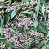 Épinard des Aztèques Rouge Biologique Les Jardins de l'Écoumène - La Boite à Grains