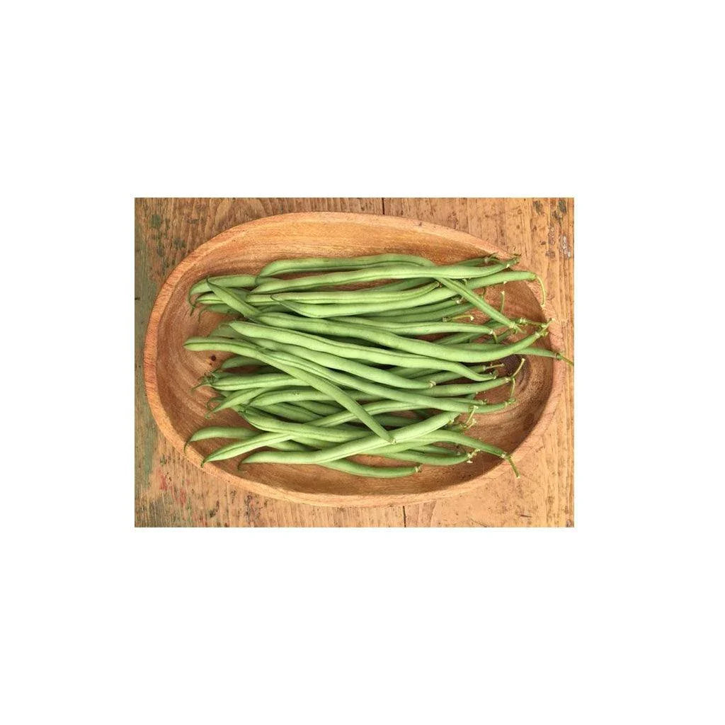 Organic Maxibel Bean (Seeds) Nordic Seeds - La Boite à Grains