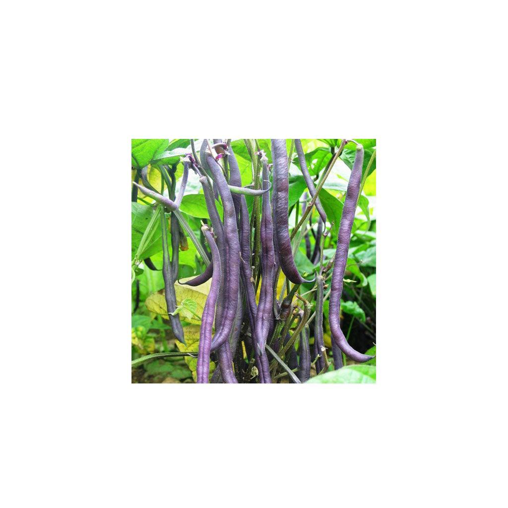 Organic Dwarf Royal Burgundy Bean Les Jardins de l’Écoumène