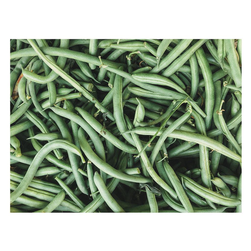 Haricot Provider Biologique (Semences) Semences Nordiques - La Boite à Grains