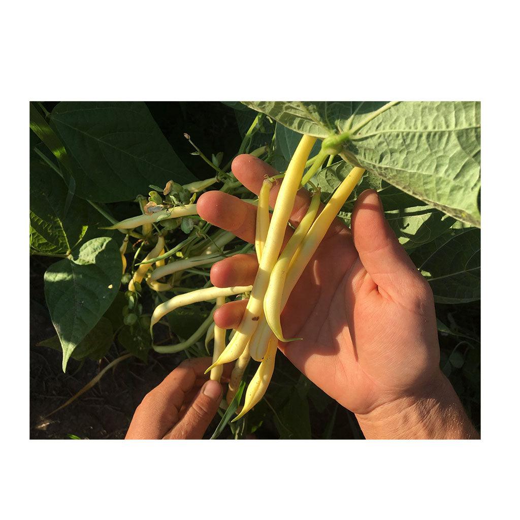 Haricot Rocdor Biologique (Semences) Semences Nordiques - La Boite à Grains