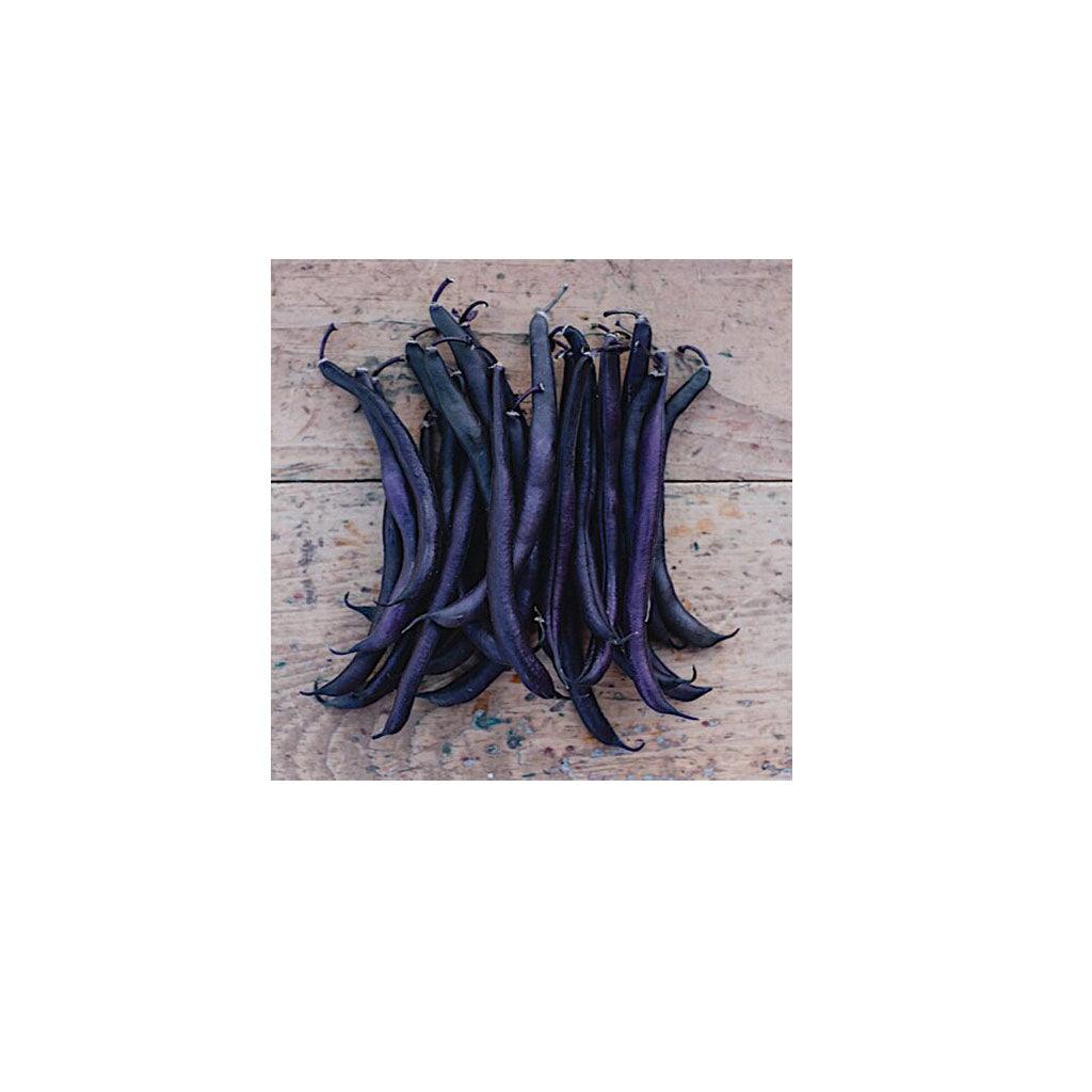 Haricot Royal Burgundy Biologique (Semences) Semences Nordiques - La Boite à Grains