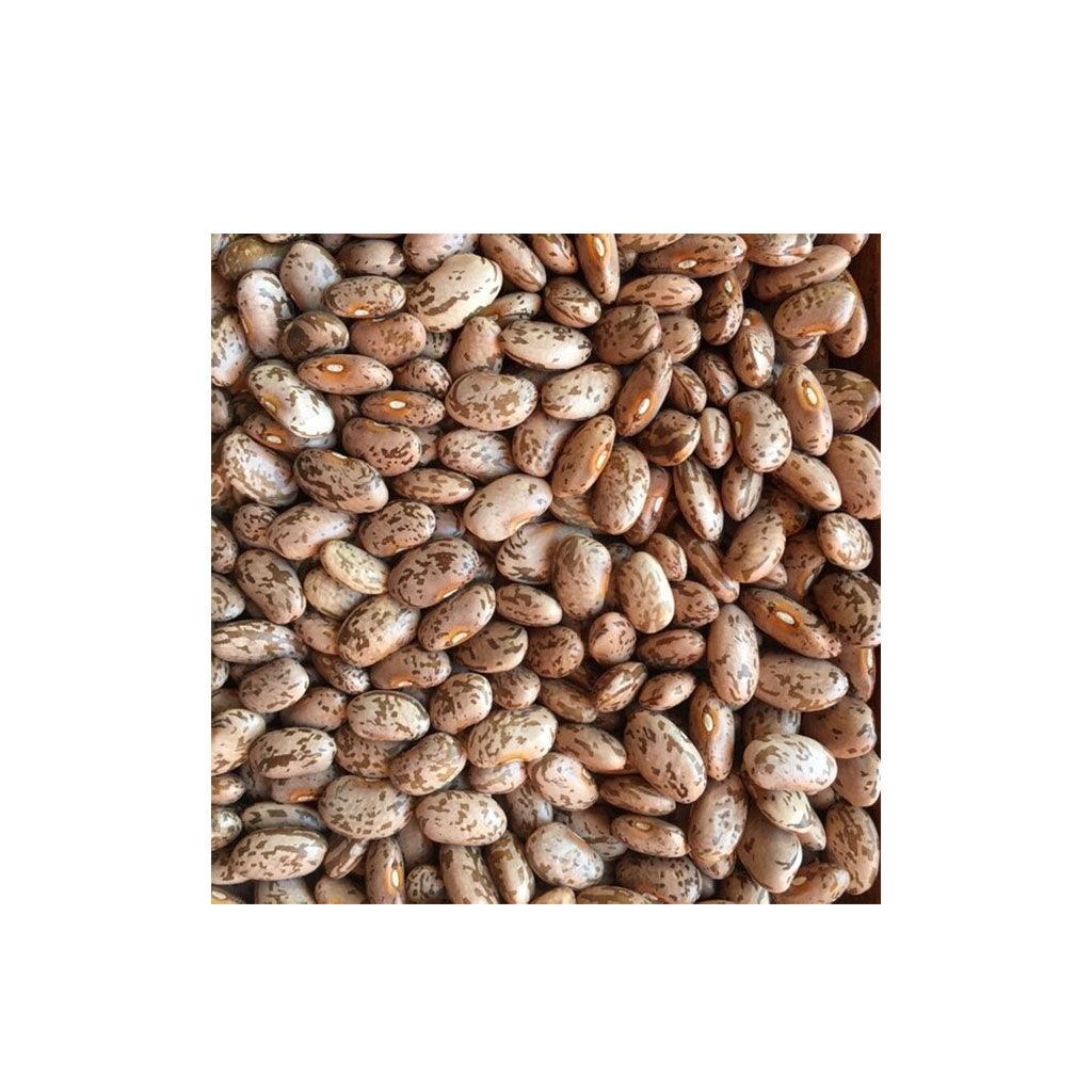 Haricot Sec Pinto Biologique (Semences) Semences Nordiques - La Boite à Grains