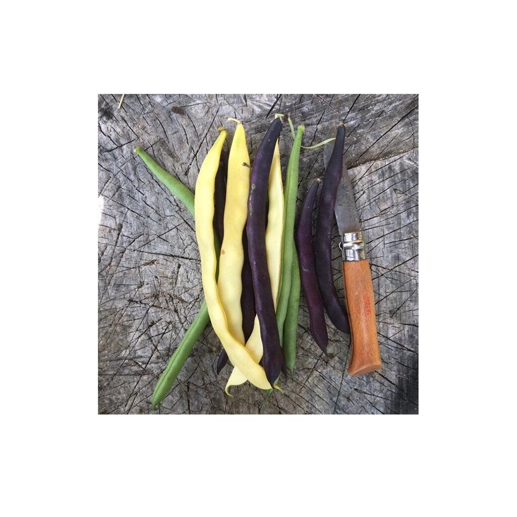 Haricots Grimpants Mélange Biologique (Semences) Semences Nordiques - La Boite à Grains