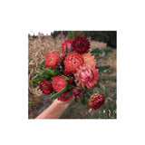 Immortelles Lovely Mix Biologique (Semences) Semences Nordiques - La Boite à Grains