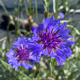 centaurée bleuet biologique Les Jardins de l'Écoumène - La Boite à Grains