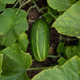 organic Spacemaster cucumber Les Jardins de l'écoumene - La Boite à Grains