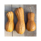 Squash Butternut Violina Les Jardins de l'Écoumène - La Boite à Grains