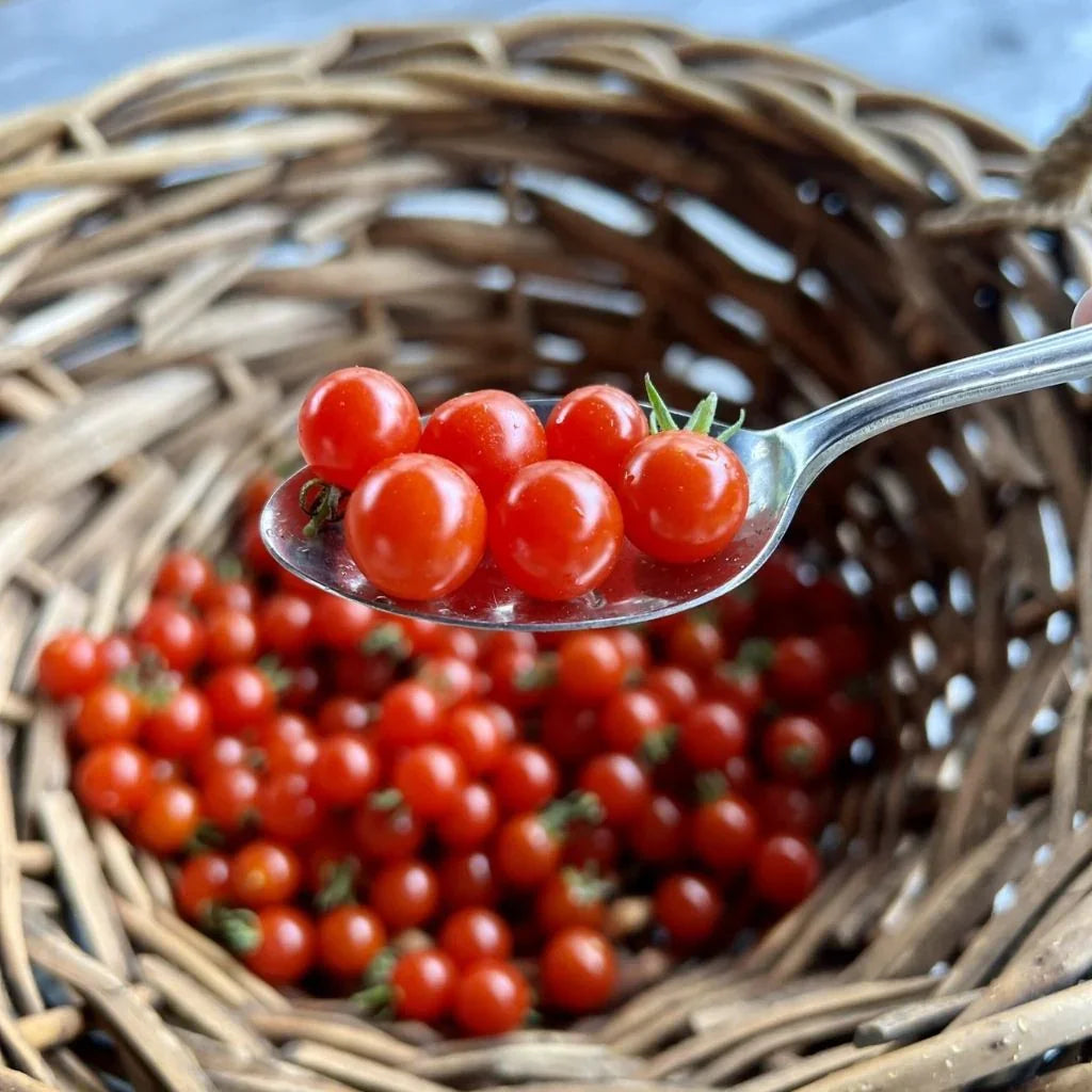 organic Spoon cherry tomato Les Jardins de l'Écoumène - La Boite à Grains