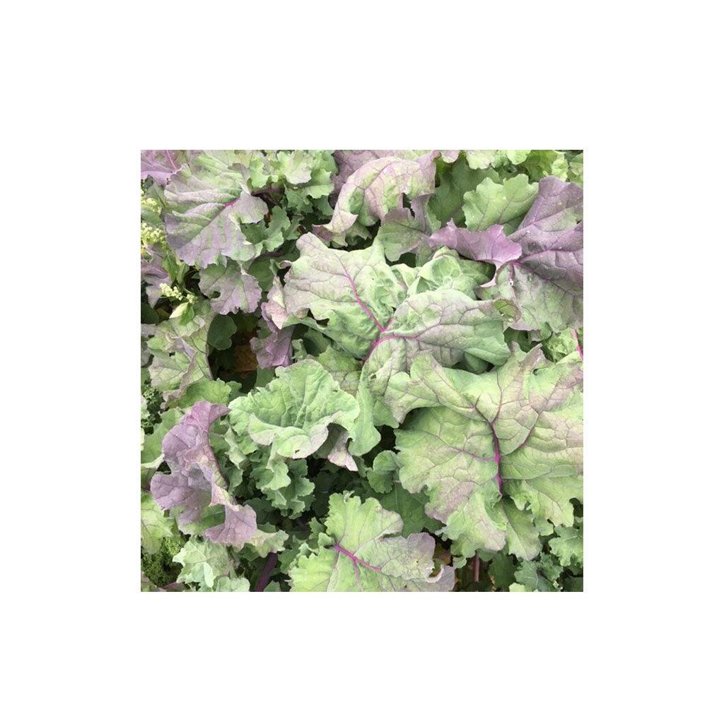Kale Groninger Blue Biologique (Semences) Semences Nordiques - La Boite à Grains