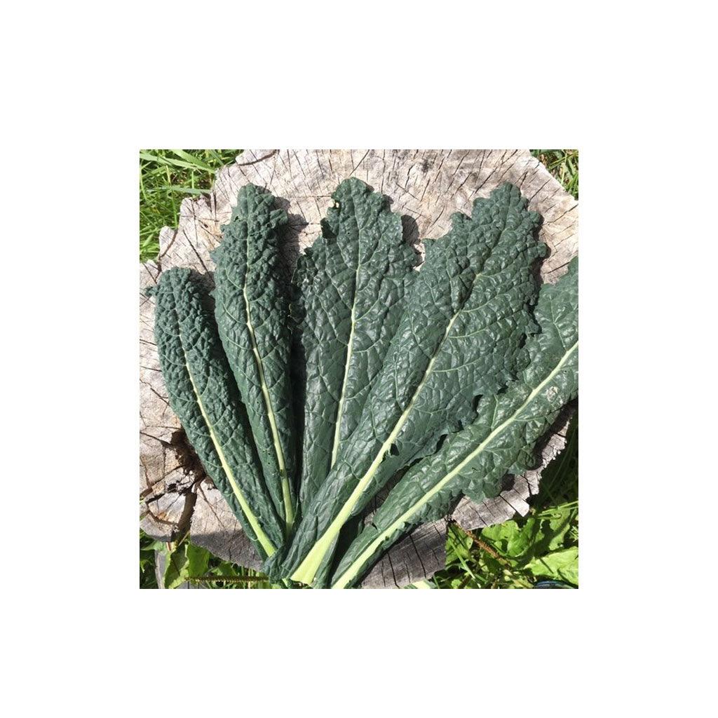 Kale Lacinato Biologique (Semences) Semences Nordiques - La Boite à Grains