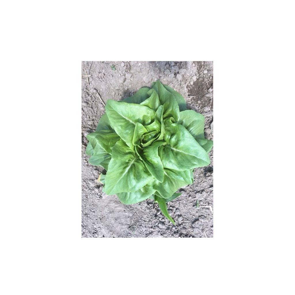 Laitue Deer Tongue Biologique (Semences) Semences Nordiques - La Boite à Grains