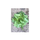 Organic Deer Tongue Lettuce (Seeds) Nordic Seeds - La Boite à Grains