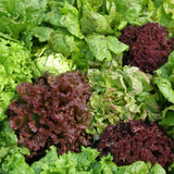 Organic Mixed Lettuce Les Jardins de l’Écoumène - La Boite à Grains
