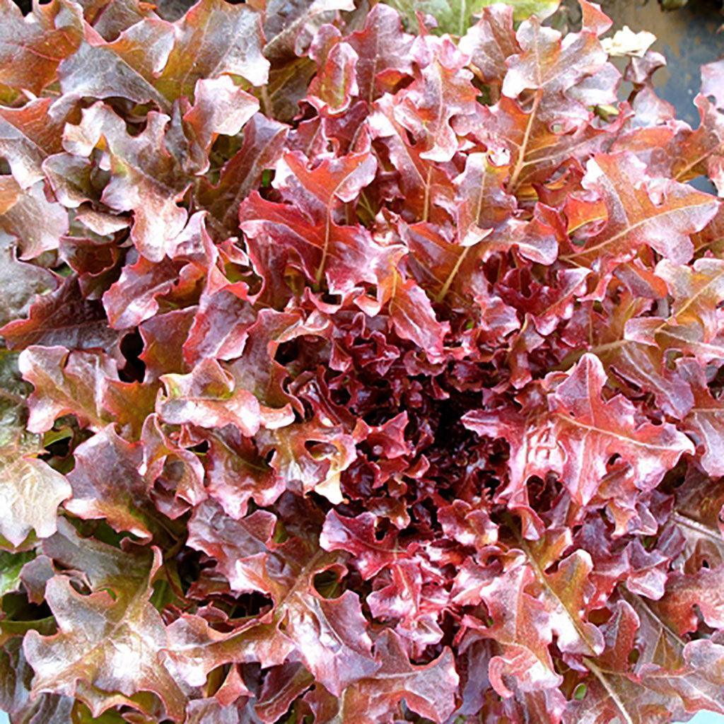 Organic Red Oak Leaf Lettuce Les Jardins de l'Écoumène - La Boite à Grains
