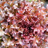 Organic Red Oak Leaf Lettuce Les Jardins de l'Écoumène - La Boite à Grains