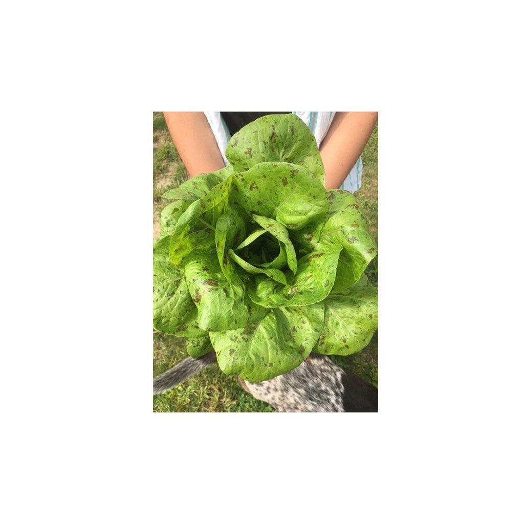 Organic Freckles Lettuce (Seeds) Nordic Seeds - La Boite à Grains