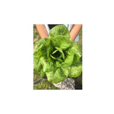 Organic Freckles Lettuce (Seeds) Nordic Seeds - La Boite à Grains