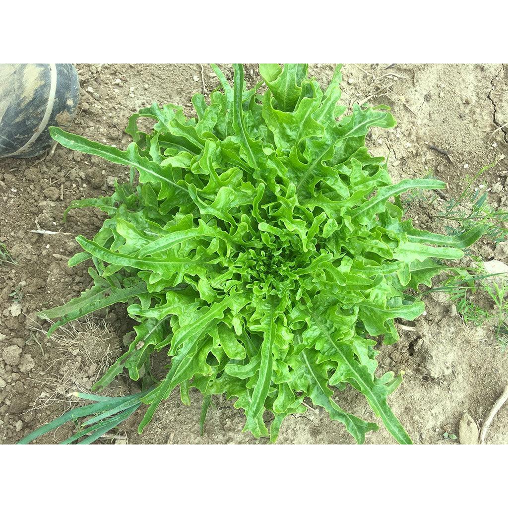 Organic Regal Oak Lettuce Seed 395 Cad La Boite à Grains 