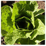 Laitue Romaine Parris Island Biologique Les Jardins de l'Écoumène - La Boite à Grains