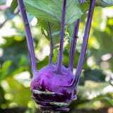 chou-rave violet hâtif de Vienne Les Jardins de l'Écoumène - La Boite à Grains