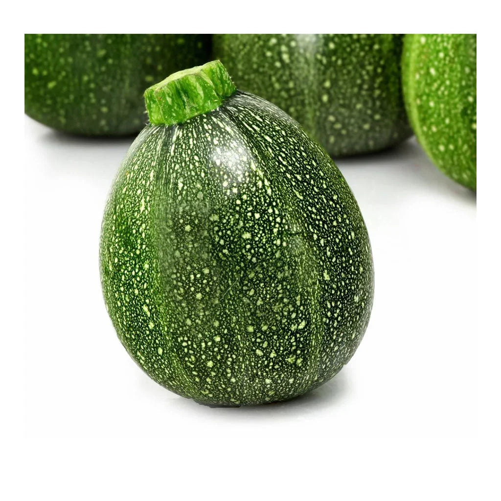 round zucchini from Nice The gardens of Écoumène - La Boite à Grains