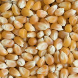 Maïs à Éclater Biologique Milanaise - La Boite à Grains