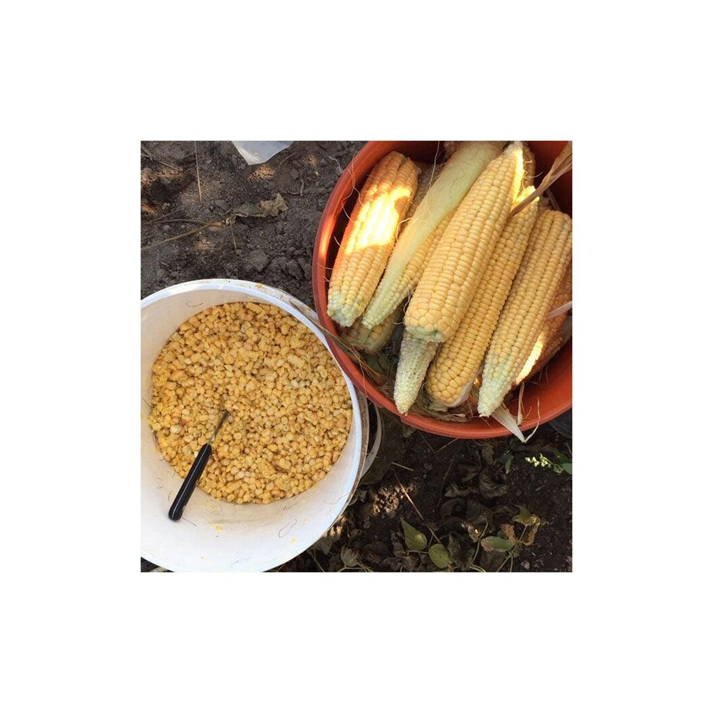 Maïs Golden Bantam Biologique (Semences) Semences Nordiques - La Boite à Grains