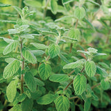 Marjolaine des Jardins Biologique Les Jardins de l'Écoumène - La Boite à Grains