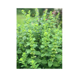 Organic Lemon Balm (Seeds) Nordic Seeds - La Boite à Grains