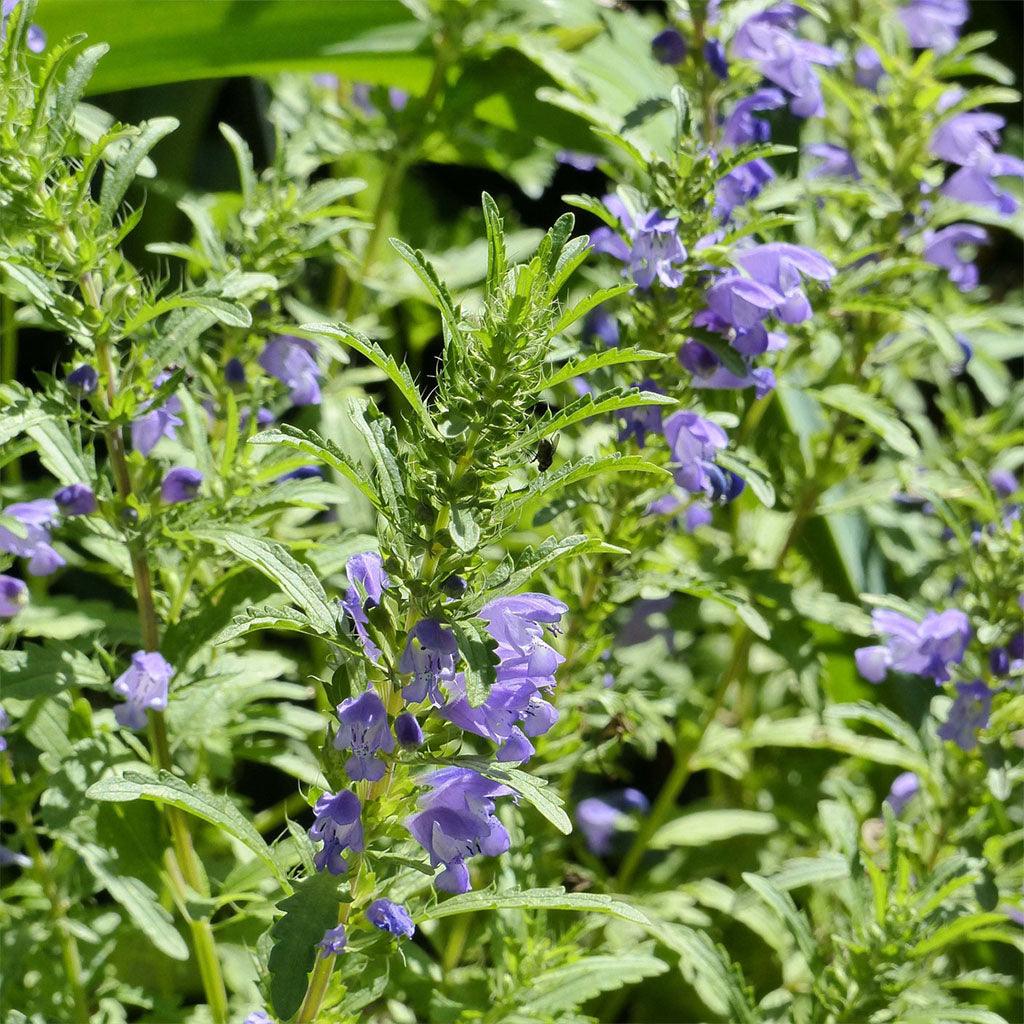 Mélisse de Moldavie Biologique Les Jardins de l'Écoumène - La Boite à Grains