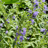 Mélisse de Moldavie Biologique Les Jardins de l'Écoumène - La Boite à Grains