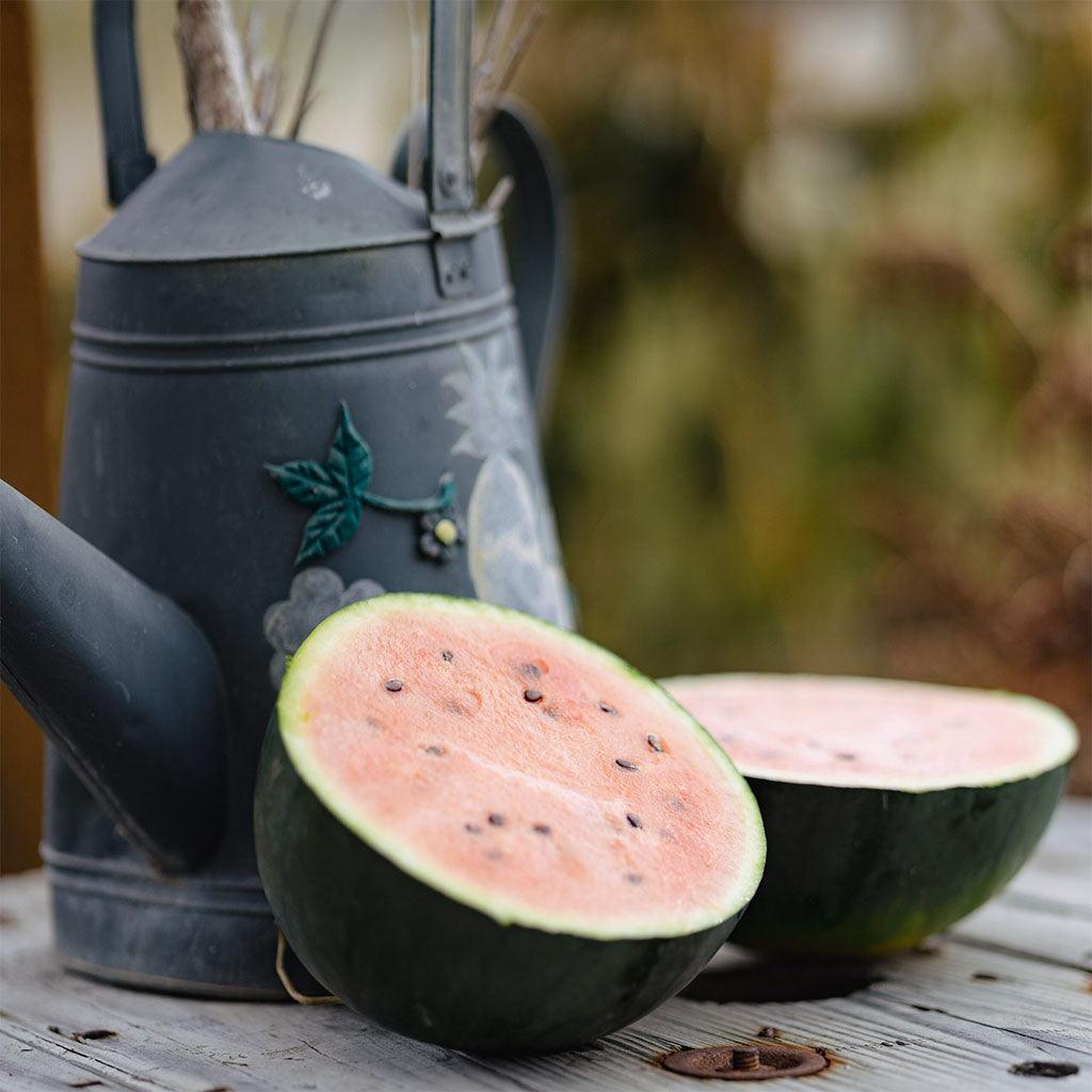 Melon d'Eau Blacktail Mountain Biologique Les Jardins de l'Écoumène - La Boite à Grains