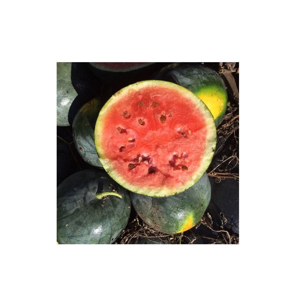 Melon d'Eau Blacktail Mountain Biologique (Semences) Semences Nordiques - La Boite à Grains