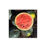 Melon d'Eau Blacktail Mountain Biologique (Semences) Semences Nordiques - La Boite à Grains