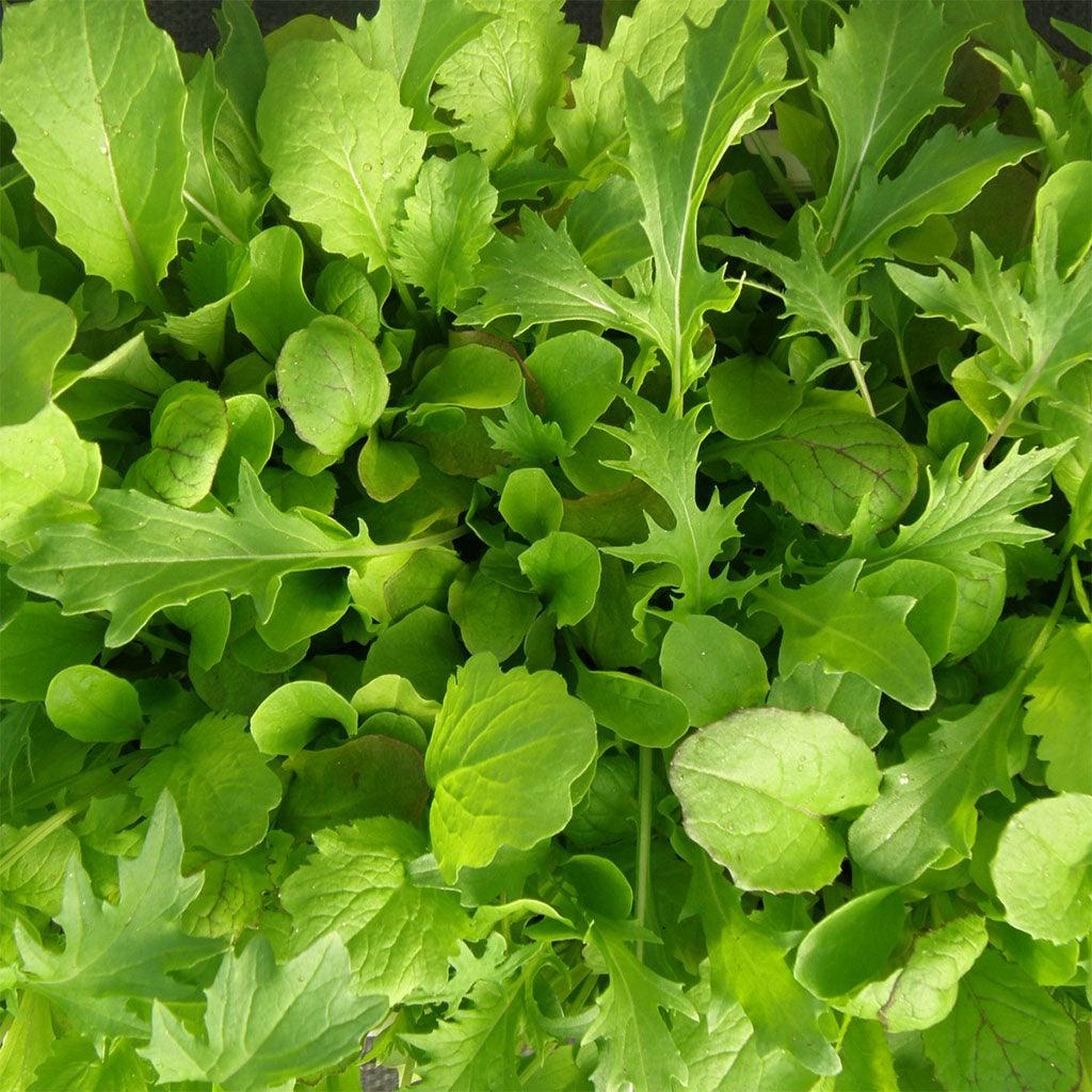 Mesclun de Luxe Biologique Les Jardins de l'Écoumène - La Boite à Grains