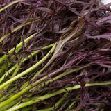 Mizuna Organic Red Les Jardins de l'Écoumène - La Boite à Grains